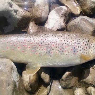 fly fishing trout Southern French Alps.jpg